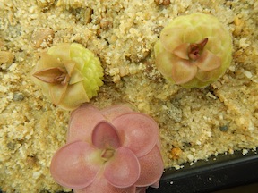 Pinguicula moranensis - San Pablo Villa de Mitla, Oaxaca, Mexico